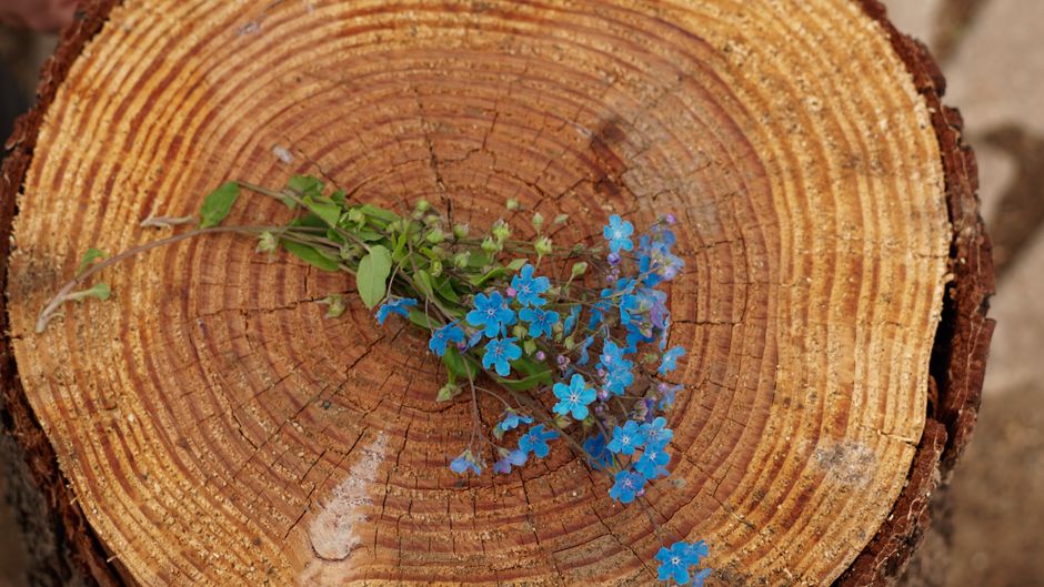 A bunch of bright blue Forget-Me-Nots set atop a rustic tree stump, showcasing nature's delicate beauty.