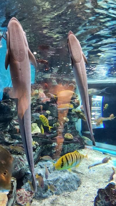 아쿠아플라넷 제주