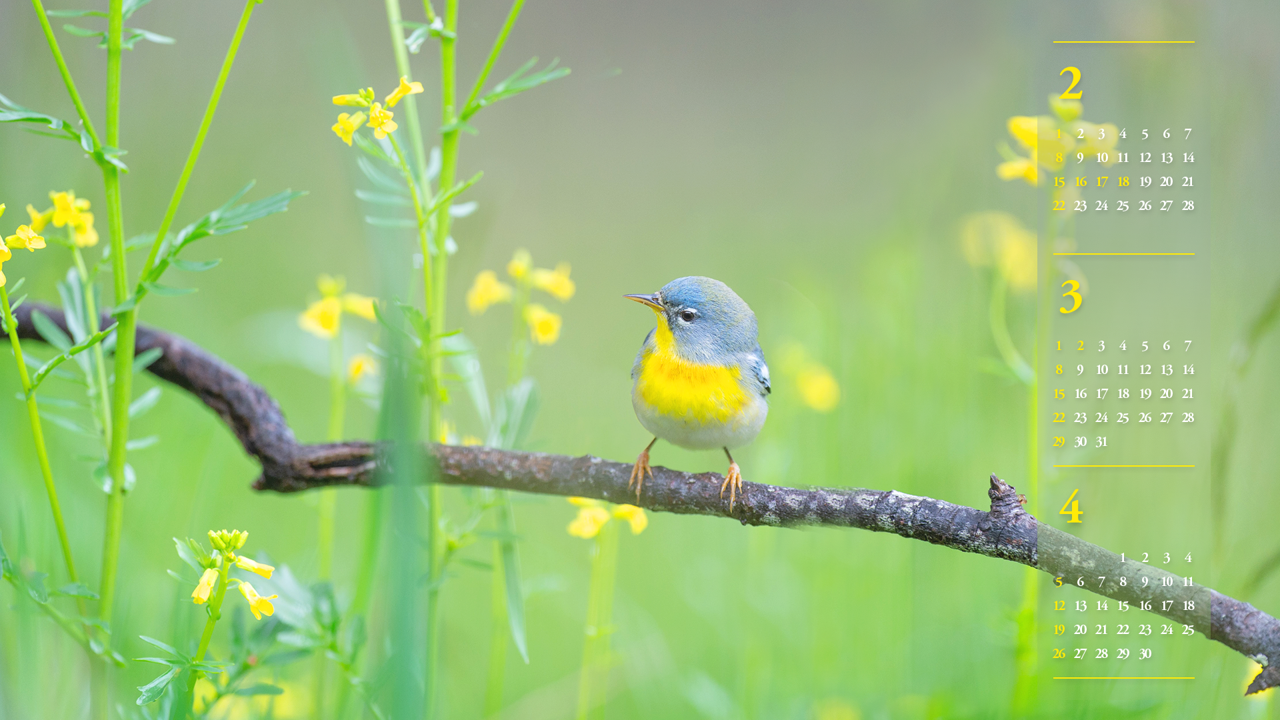 01 노란색 꽃과 새 B - 2026년3월 달력배경화면