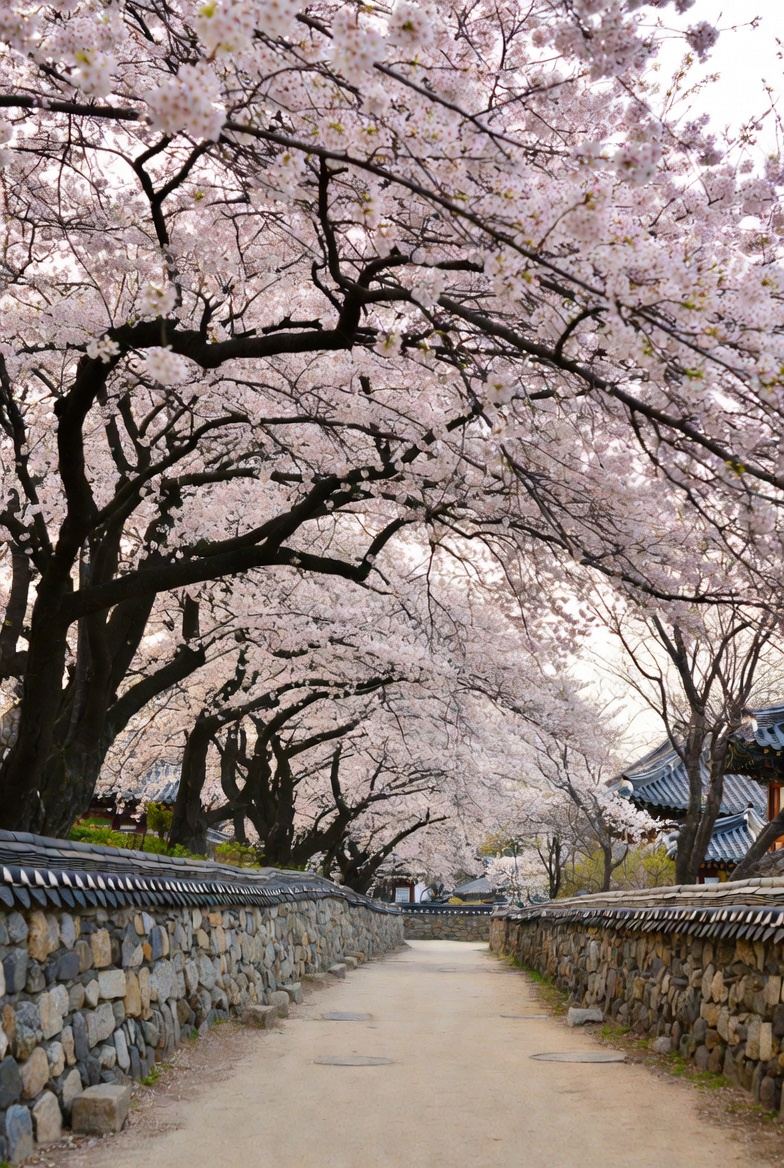 경주 대릉원의 고풍스러운 돌담길을 따라 벚꽃이 터널처럼 이어져 있는 평화로운 장면입니다.