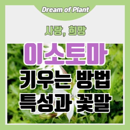 이소토마 키우는 방법 썸네일 이미지