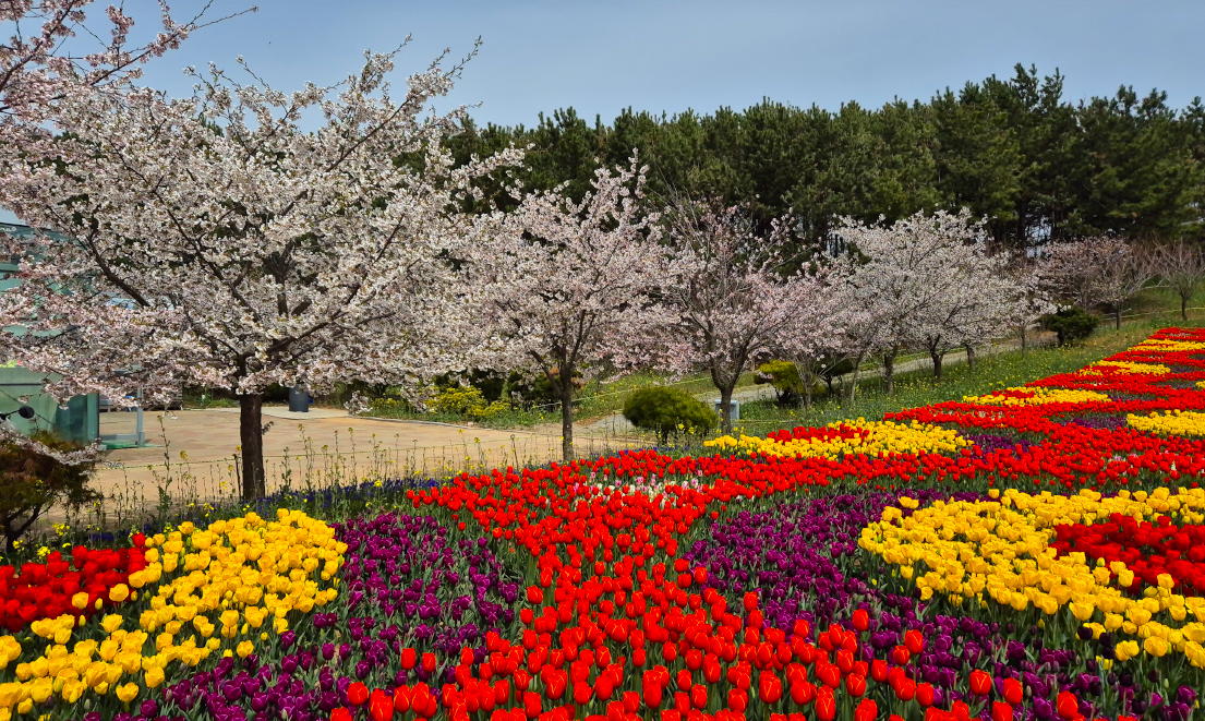 태안 튤립축제1