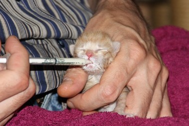 동물과 인간의 공존