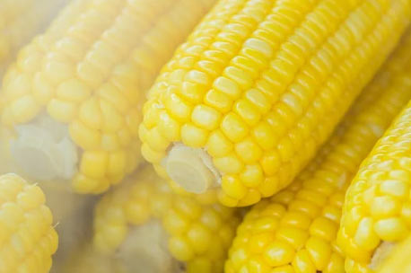옥수수