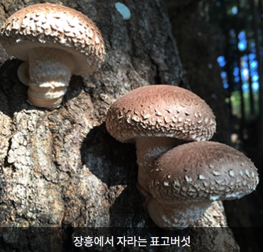 장흥 한우삼합3