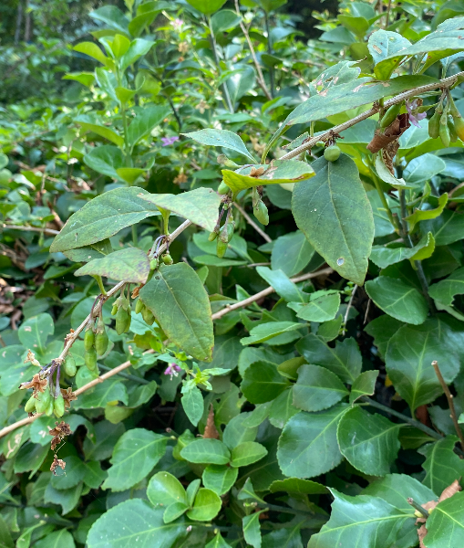 구기자나무 수형1