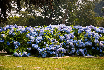 장생포 수국축제 주차장12
