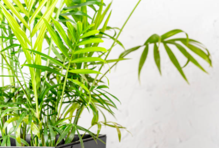 테이블야자 잎이 갈색으로 변하는 이유