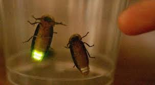 제 23회 태종대 반딧불이 관찰 체험 행사 기본일정과 특징 정리