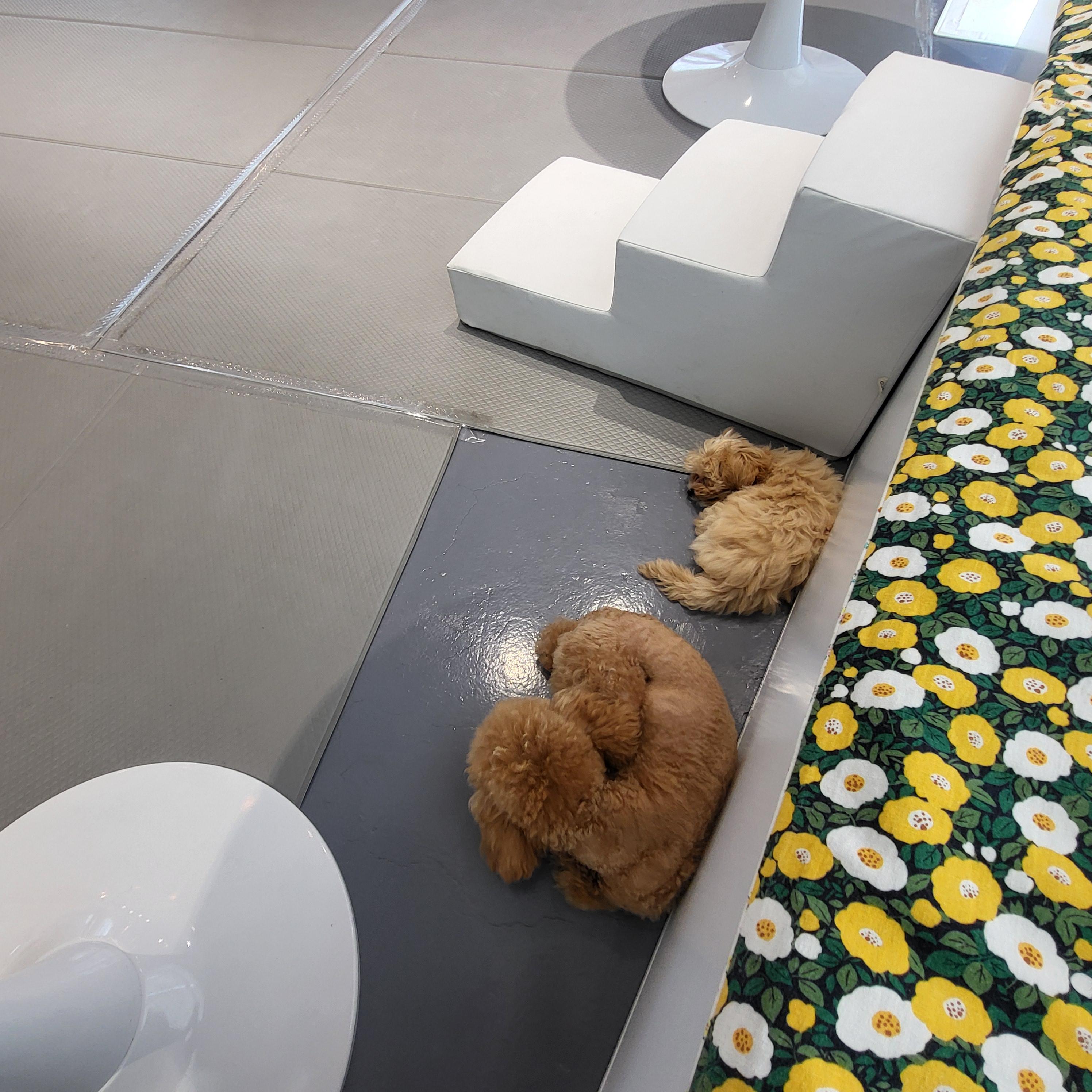 울산 애견 카페(딩동댕 애견카페)