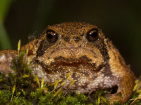 사막비개구리 가격·분양·입양 방법 총정리, 이대로만 하세요