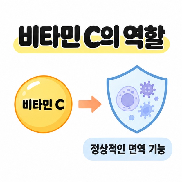 비타민 C가 정상적인 면역 기능에 관여한다는 관계를 면역세포와 화살표로 표현한 도식