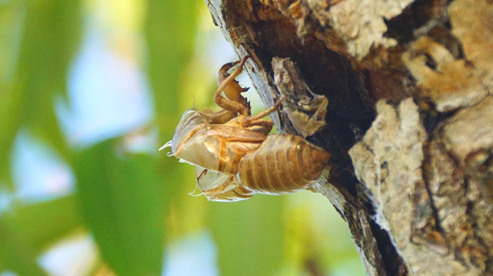 말매미, Korean Blackish Cicada 애벌레