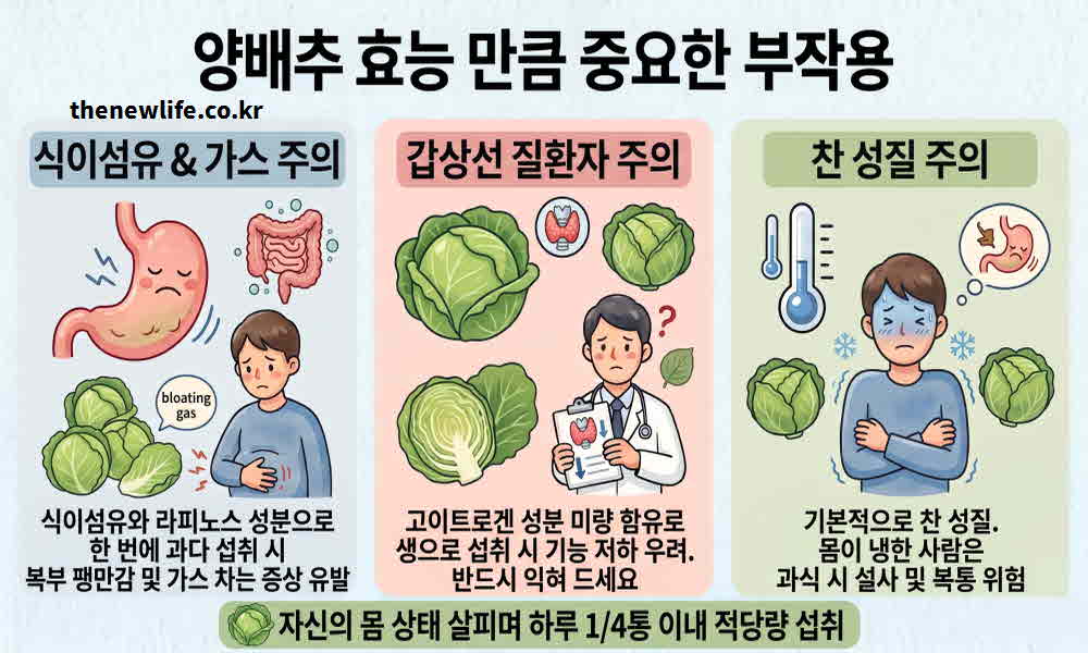 양배추 효능 부작용