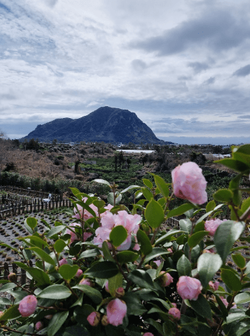 제주도 4월 축제 일정 총정리