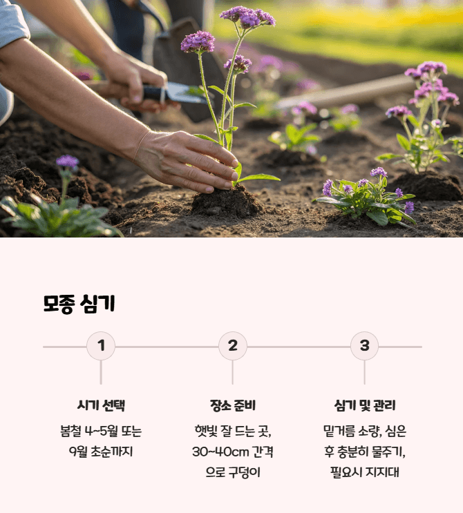 버들마편초