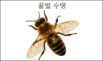 꿀벌 수명