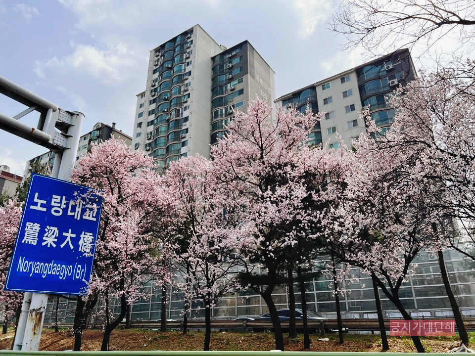 벚꽃-만개-상황