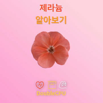 제라늄 꽃말 및 탐구