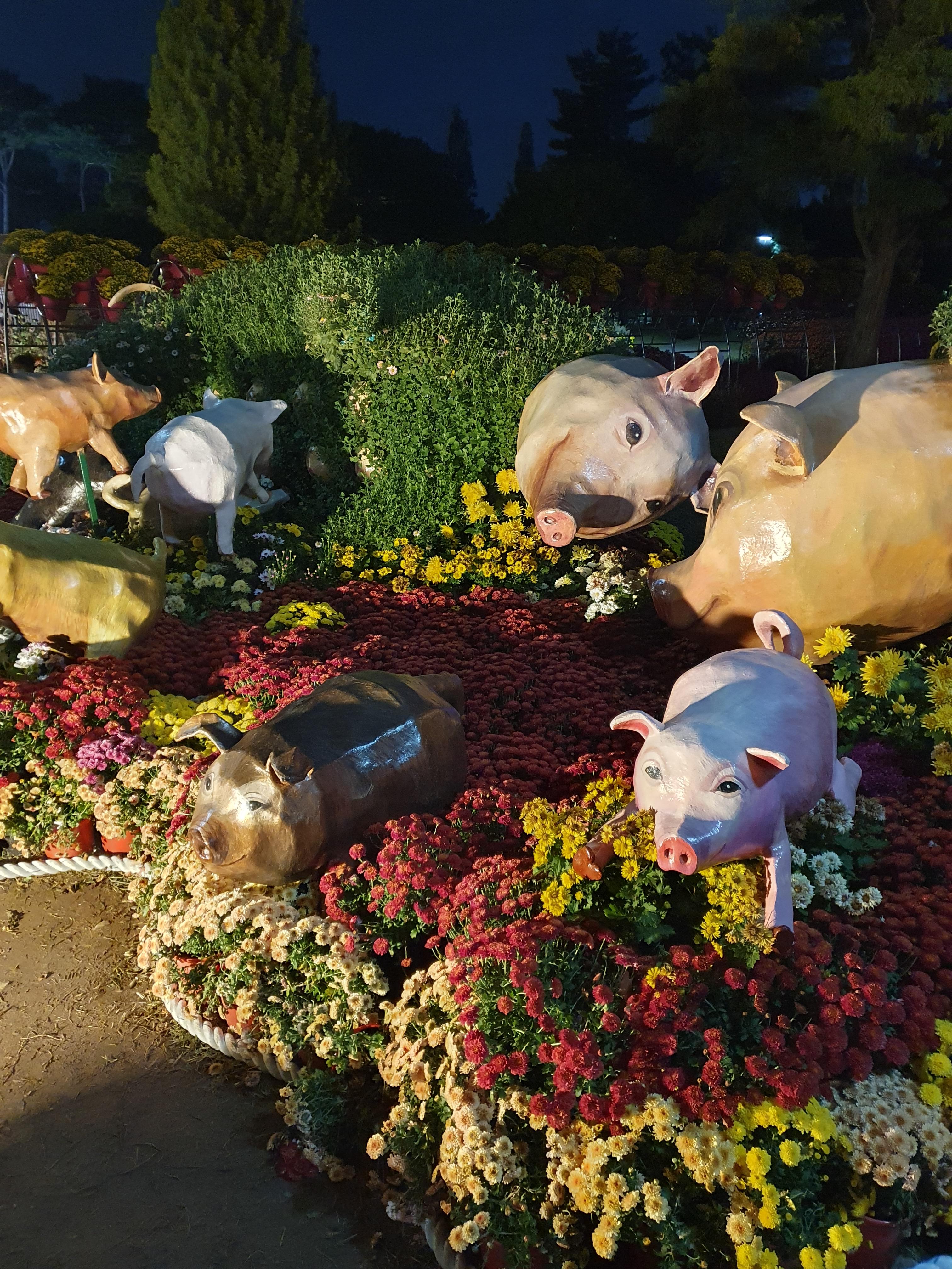 유림공원 국화축제 꽃돼지가족