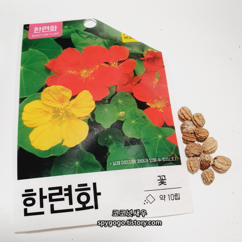 한련화씨앗