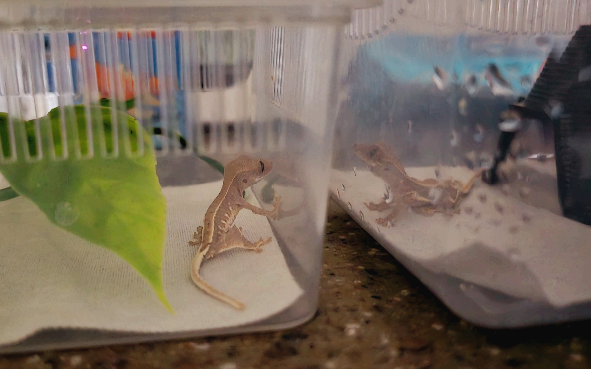 도마뱀 두마리 사진