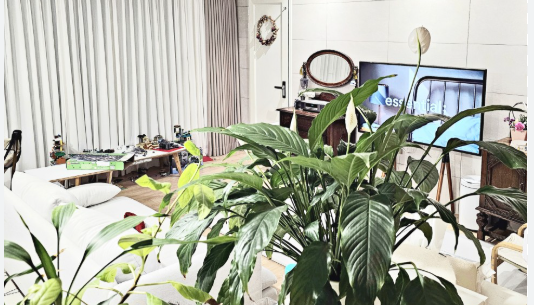 여름철 아파트에 적합한 반려식물