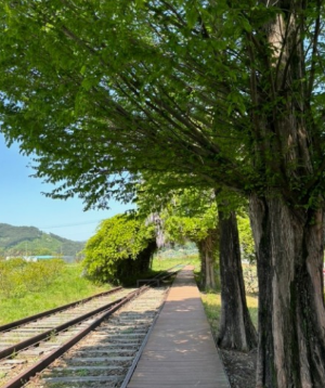 6월 전국 등나무꽃 명소 TOP 5