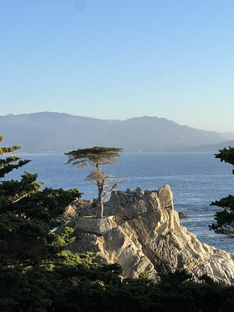 The Lone Cypress