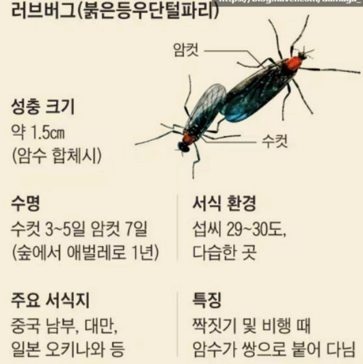 러브-버그-특징