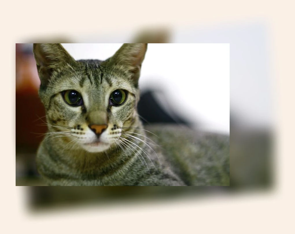 반려묘 입양_2_subsection