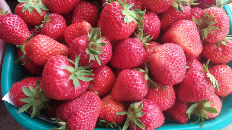 6시내고향 유기농딸기 블루베리 냉동딸기 블루베리 복분자 꾸지뽕 유기농러브팜