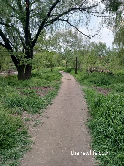 서울 여의도 샛강생태공원의 흙길과 버드나무 그늘이 어우러진 자연 풍경, 맨발 걷기로 마음의 휴식을 누릴 수 있는 좋은 길