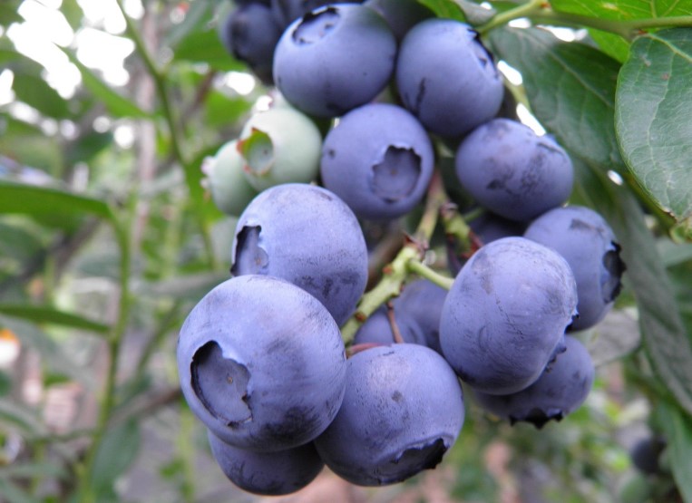 나뭇가지에 달린 블루베리