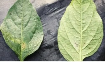 농사 병해충 예방법 진딧물 응애 노균병 탄저병 대처_30