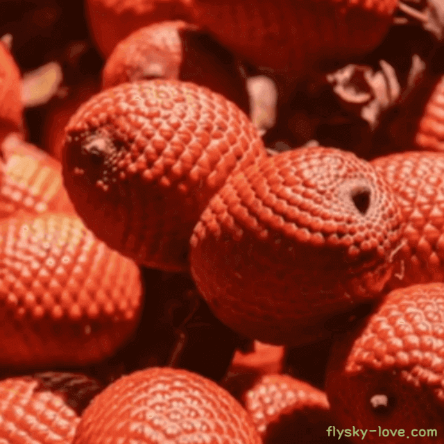 아구아헤 먹는 방법