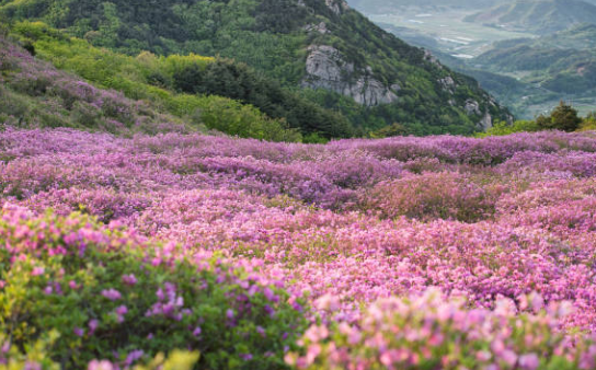 황매산 철쭉제
