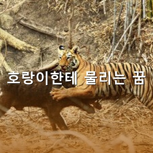 숲속에서-검은-멧돼지를-사냥하는-맹수의-왕-호랑이