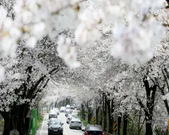 벚꽃 개화시기_14