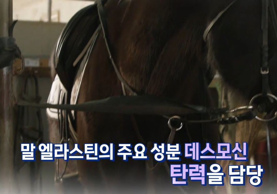 말 엘라스틴 효능