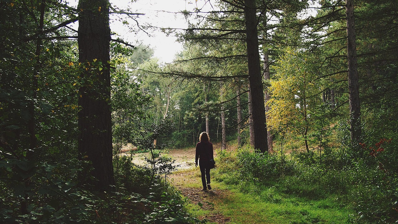 solo forest 관련 사진