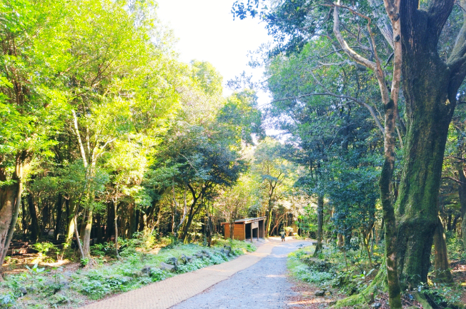 서귀포 치유의 숲 (가을여행 끝판왕, 자연 속 치유코스)