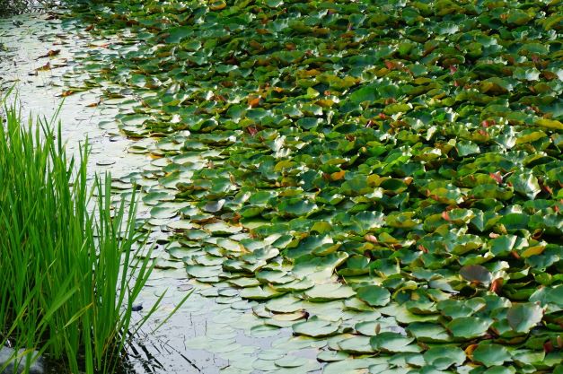호수를 뒤덮은 싱싱한 수련