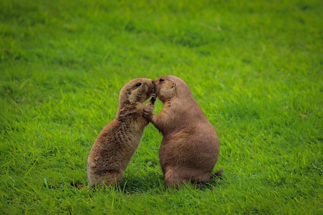 Tenderness