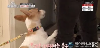 강아지 마운팅 이유 해결 방법_23