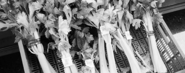 샐러리 (셀러리) 입맛 개선