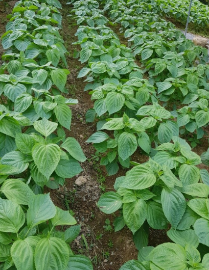 들깨 심는시기(파종시기, 심기방법, 재배방법, 수확하기) 깻잎키우기 총정리!