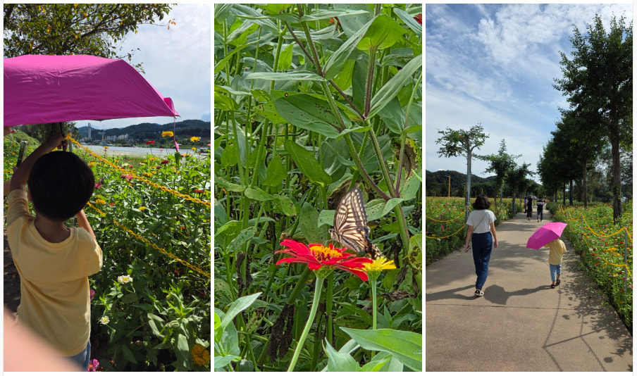 자라섬 (2025 꽃 페스타)