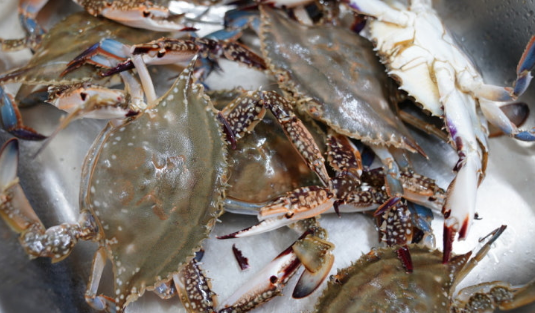 꽃게에 대한 종합적 정보 관련 사진