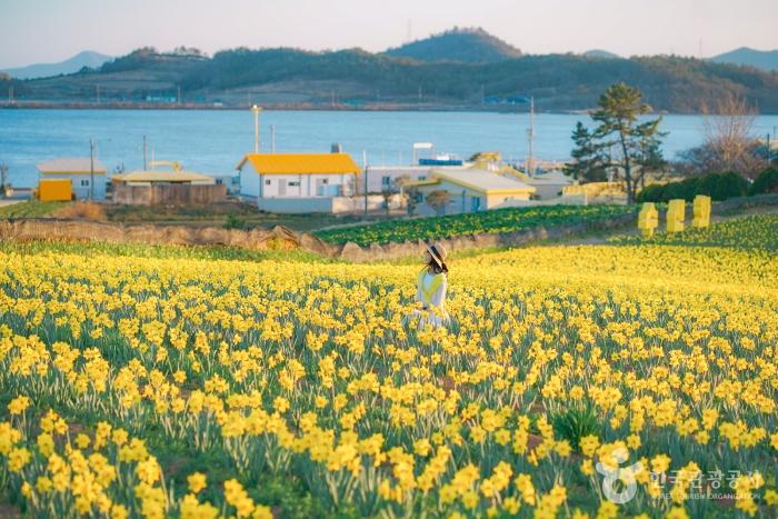 2024 섬 수선화 축제 기본 일정과 소개